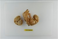 藏品(短腕陸寄居蟹)的圖片